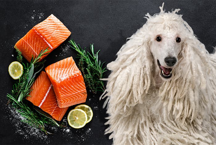 Can Dogs Eat Salmon? What’s Better: Raw or Cooked?