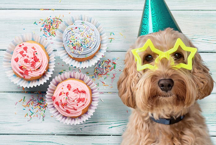 5 Easy Homemade Dog Cupcake Recipes