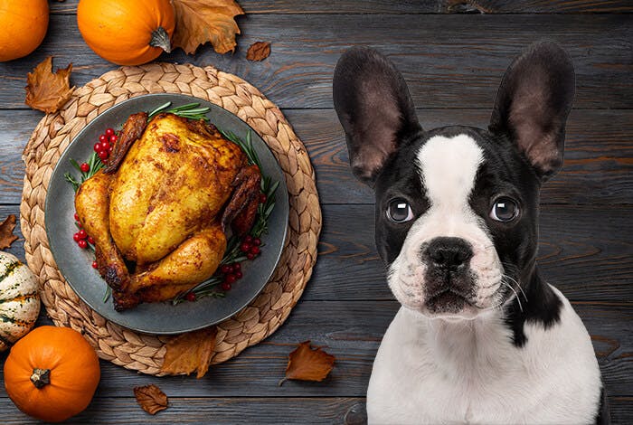 Thanksgiving Turkey for Dogs: The Good and The Bad