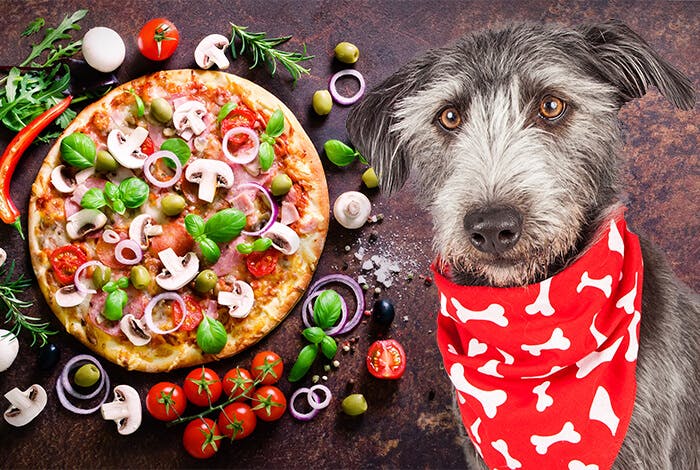 Can Dogs Eat Pizza? 5 Dangerous Pizza Ingredients to Dogs