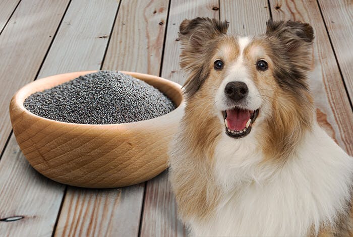The Surprising Truth: Can Dogs Safely Consume Poppy Seeds