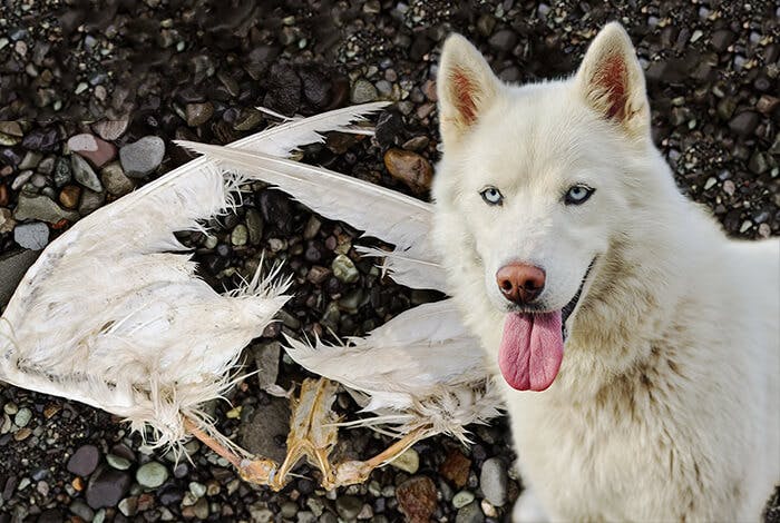 Can Dogs Eat Roadkill? 5 Risks of Ingesting Dead Animals
