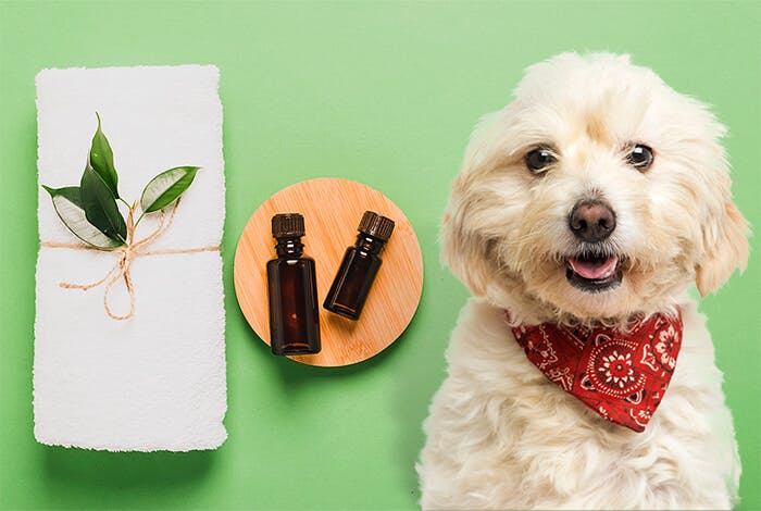 Is Tea Tree Oil Safe for Dogs?