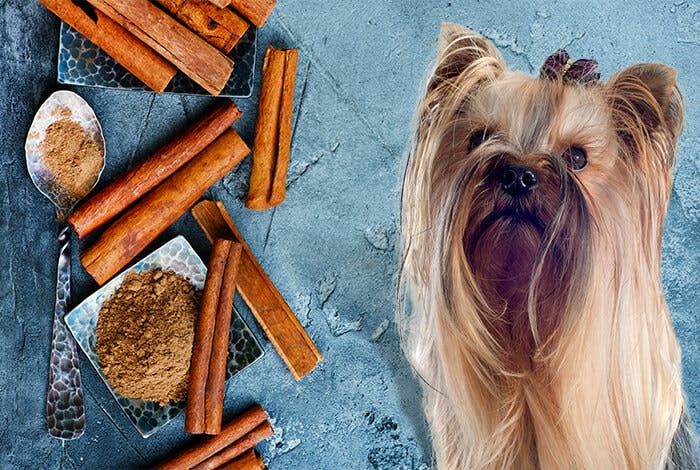 Can Dogs Have Cinnamon?