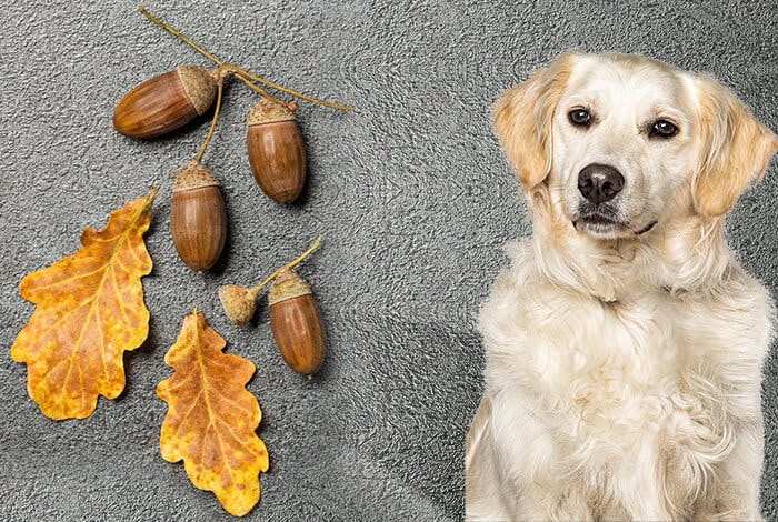 Can Dogs Eat Acorns? Are They Poisonous?