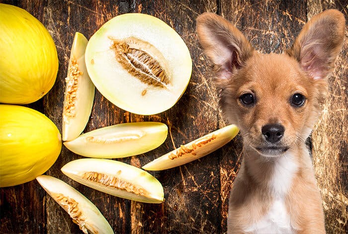 Can Dogs Eat Melon?