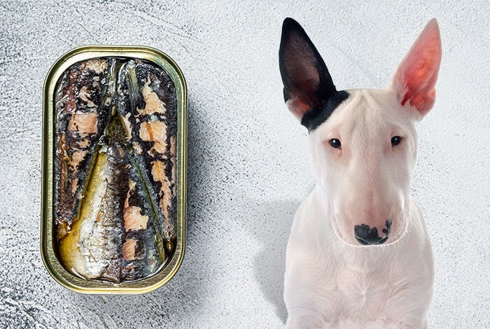 Can Dogs Eat Sardines? The Good, The Bad, and the Fishy