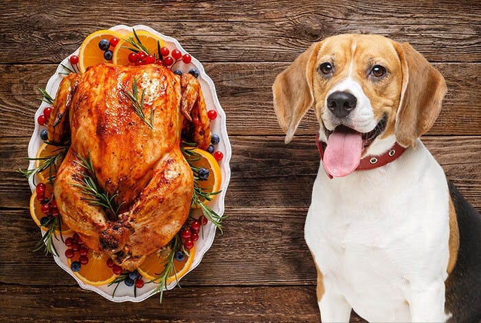 Can Dogs Eat Turkey? What Are the Feeding Restrictions?