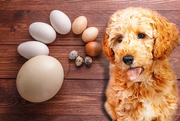 Can Dogs Eat Eggs? Are Eggs Good for Dogs?