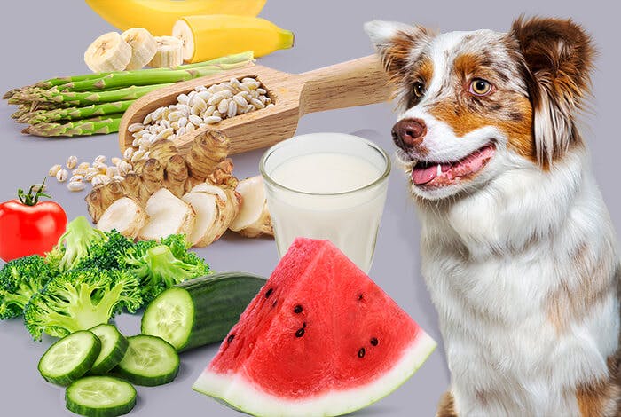 The Ideal Diet to Keep Your Dog’s Anal Gland Disease-Free