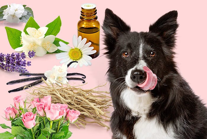 6 Relaxing Essential Oils for Dogs and Their Owners