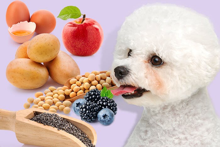 Nutritional Strategies to Slow Liver Disease in Dogs