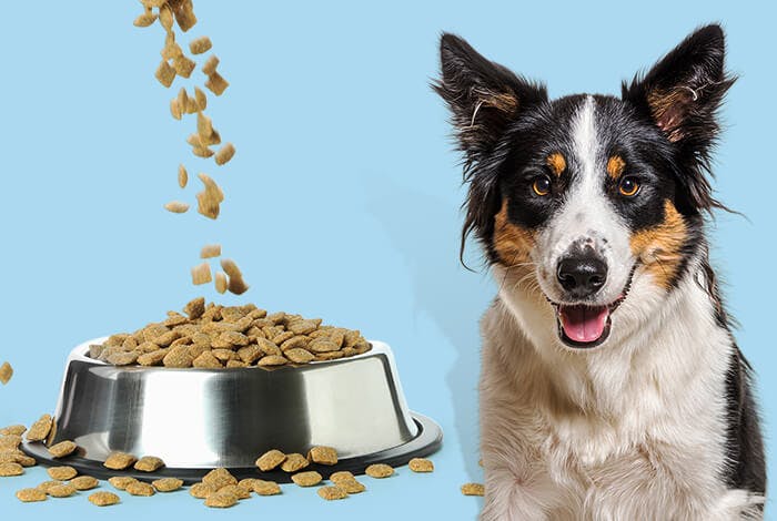 How Often Should I Feed My Dog?