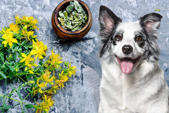 3 Natural Treatments for Insect Bites on Dogs