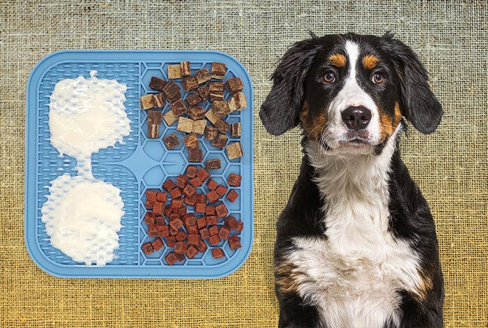 Should You Get a Dog Lick Mats?