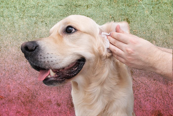 Ear Mites in Dogs: Early Symptoms and Natural Remedies