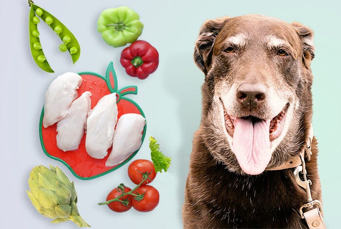 Senior Dog Nutrition: Tips to Keep Your Dog Healthy in His Golden Years