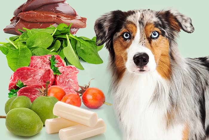 Anemia in Dogs: 7 Ideal Foods for Recovery