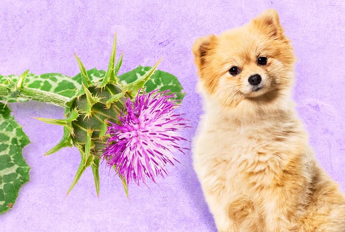 Milk Thistle for Dogs