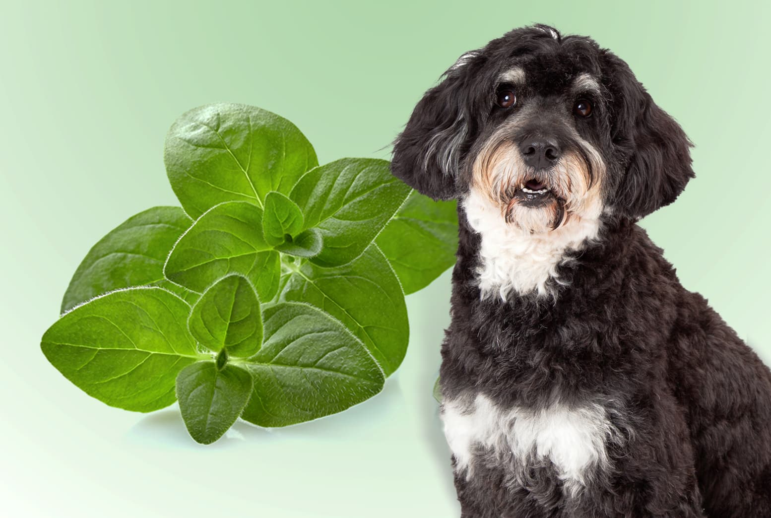 Unleashing the Truth: Can Dogs Eat Oregano Without Harm?