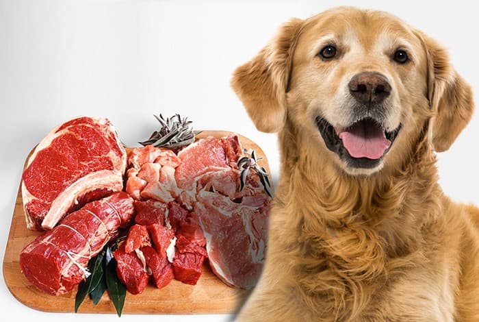 can-dogs-eat-goat-meat-benefits-risks