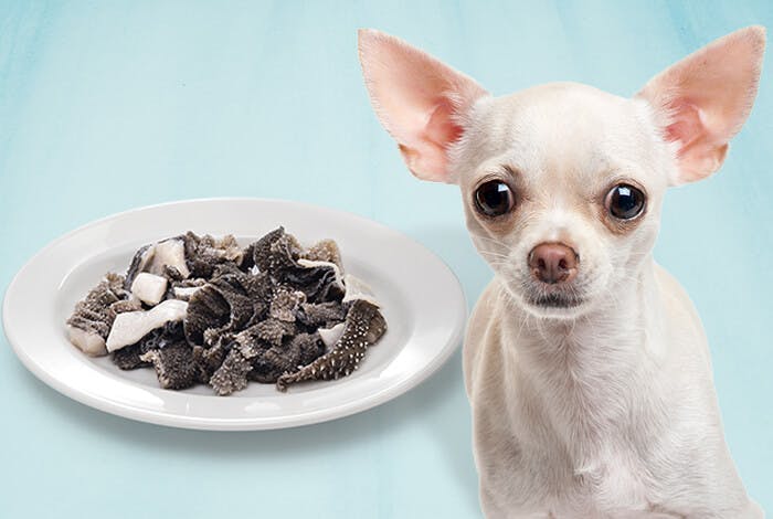 Green Tripe for Dogs: Benefits, Risks, and Recipes