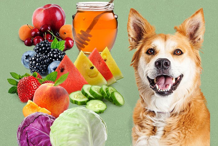 Best Foods to Feed a Dog with UTI