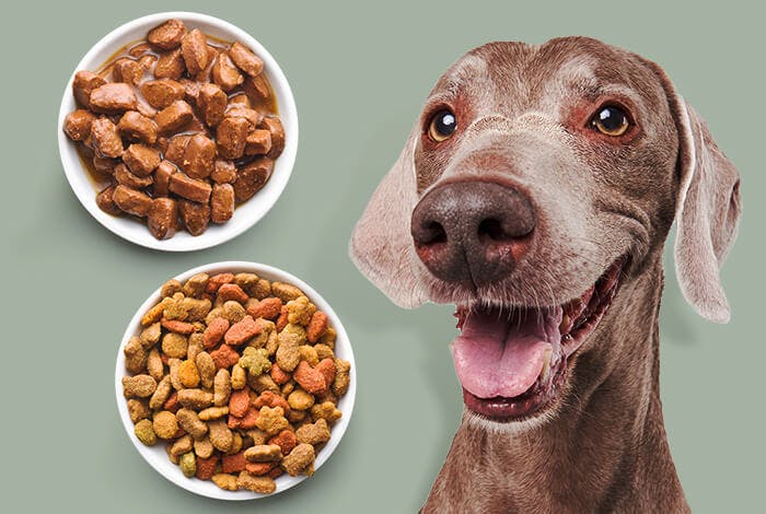 Dry vs. Wet Food for Dogs