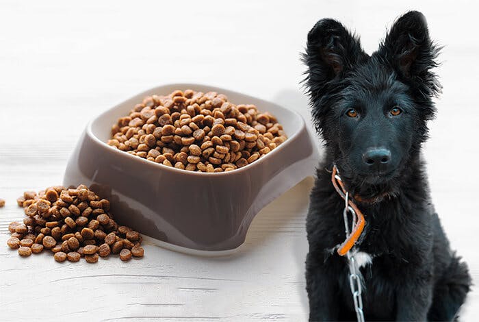 Best Puppy Food for Large Breeds