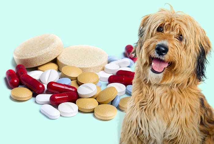 Top 7 Liver Supplements for Dogs with Liver Problems